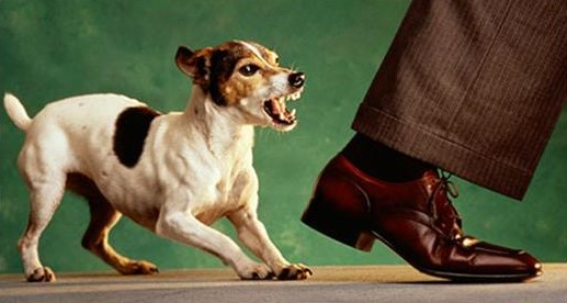 หมาจะกัด