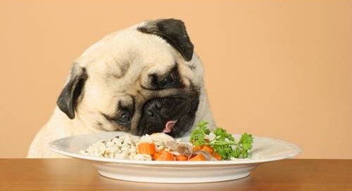 หมาเบื่ออาหาร