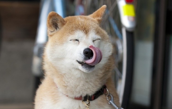 การฝึกหมาถ่าย