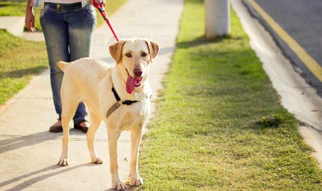 น้องหมาเรื่อราด