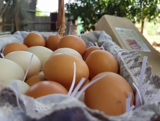สินค้าของ คุณกานต์รวี บัวบุญ