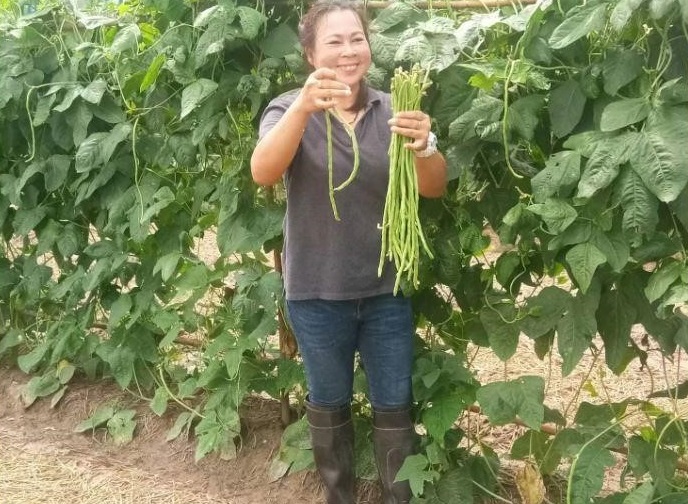ไร่ของคุณธัญลักษณ์ จงวนาพิทักษ์กุล