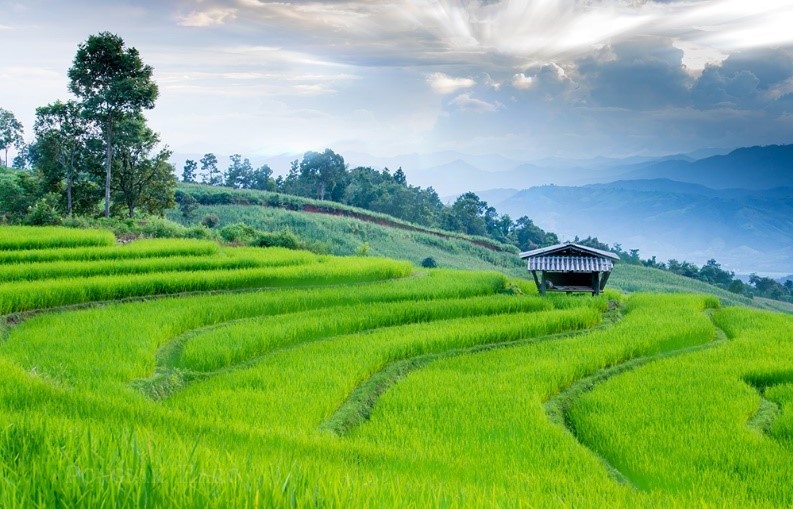 บ้านป่าบงเปียง