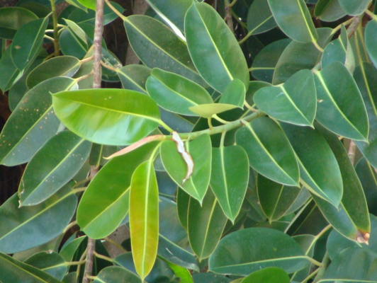 ต้นยางอินเดีย