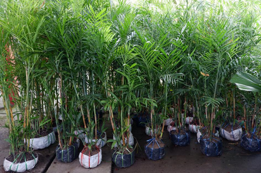 ปาล์มไผ่