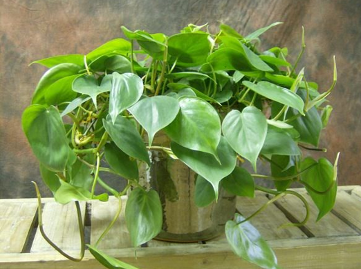 ฟิโลเดนดรอน