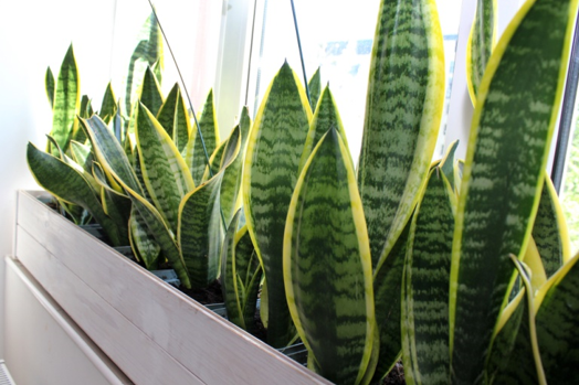 ลิ้นมังกร