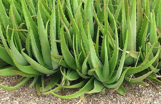 ว่านหางจระเข้