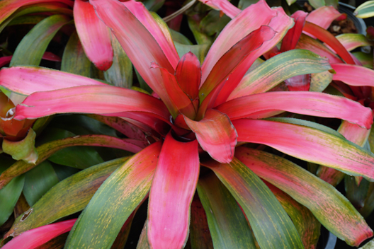 สับปะรดสี