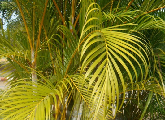 หมากเหลือง