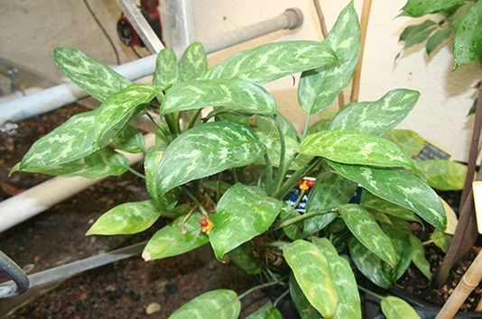 เขียวหมื่นปี