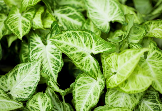 เงินไหลมา