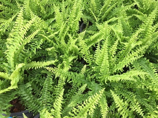 เฟิร์นบอสตัน