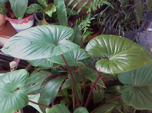 เสน่ห์จันทร์แดง