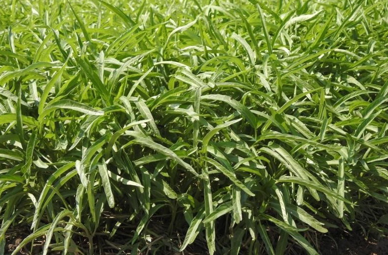 1 ผักบุ้งจีน