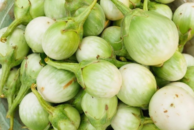 11 มะเขือเปราะ