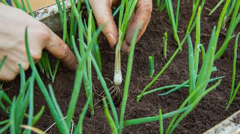 2 ต้นหอม