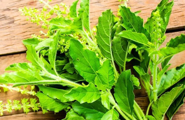 3 กะเพรา