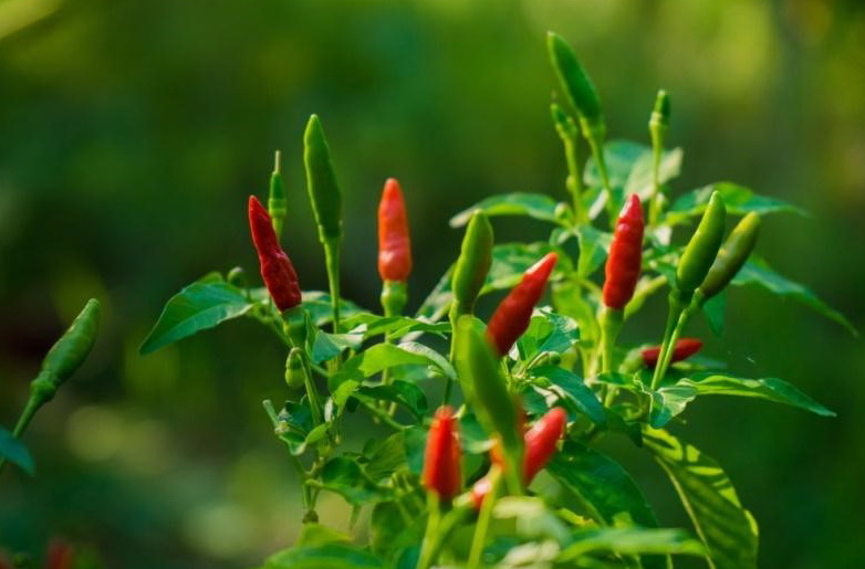 6 พริกขี้หนู